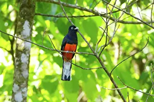 Bairdii: Baird's Trogon