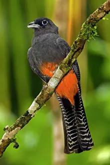 Bairdii: Baird's Trogon - Female