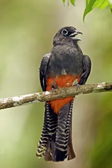 Bairdii: Baird's Trogon - Female