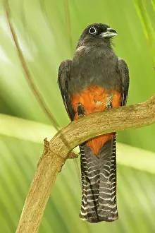 Bairdii: Baird's Trogon - female