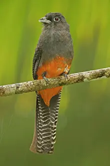 Bairdii: Baird's Trogon - female