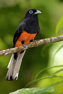 Bairdii: Baird's Trogon - male