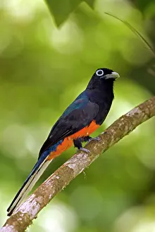 Bairdii: Baird's Trogon - Male
