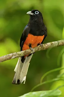 Bairdii: Baird's Trogon - male