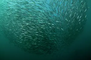 Transkei: Baitball school of small bait fish