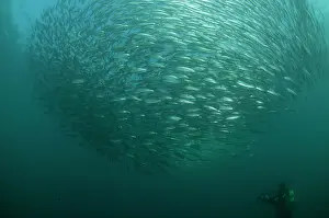 Transkei: Baitball school of small bait fish with diver