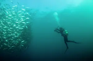 Transkei: Baitball school of small bait fish being photographed