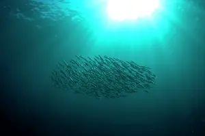 Transkei: Baitball school of small bait fish with sun in background