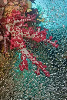 Cowrie: Baitfish schooling around soft coral, Raja