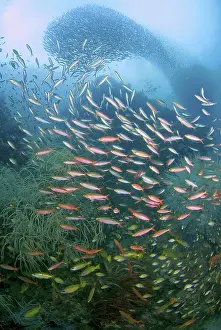Anthias: Baitfish swirl in background while fusiliers