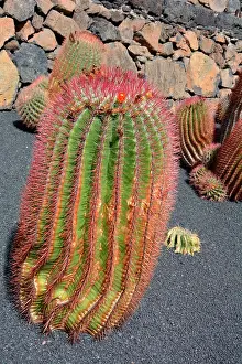 Borders: Baja Barrel cactus (Ferocactus peninsulae), native