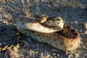 Gopher: Baja California Gopher snake