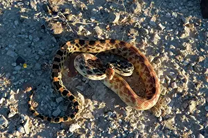 Gopher: Baja California Gopher snake