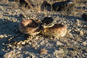 Gopher: Baja California Gopher snake