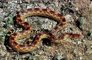 Gopher: Baja Gopher Snake