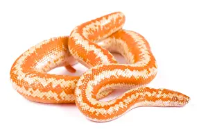 Mutation: Baja Rosy Boa (Lichanura trivirgata myriolepis)