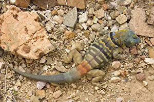 Petrosaurus: Baja / San Lucan Rock Lizard - Male
