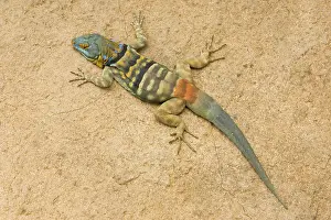 Petrosaurus: Baja / San Lucan Rock Lizard - Male