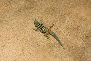 Petrosaurus: Baja / San Lucan Rock Lizard - Male