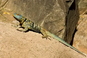 Petrosaurus: Baja / San Lucan Rock Lizard - Male