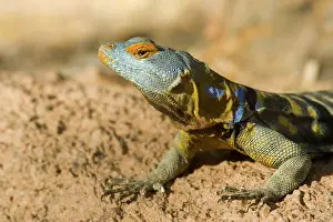 Petrosaurus: Baja / San Lucan Rock Lizard - Male