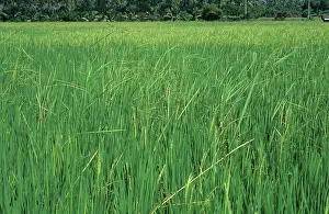 Acid: Bakanae disease (Gibberella fujikoroi) in rice
