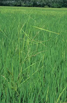 Acid: Bakanae disease (Gibberella fujikoroi) in rice