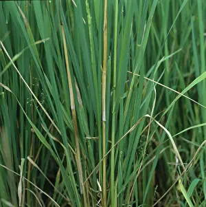 Distorted: Bakanae disease (Giberella fujikuroi) in rice