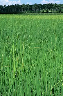 Acid: Bakanae disease of Rice