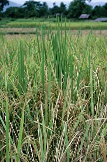 Ripening: Bakanae disease in rice plants