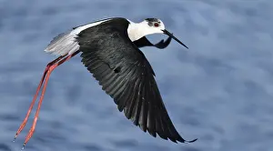 Stilt: Balck-winged Stilt (Himantopus himantopus) in flight
