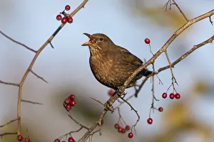 Blackbirds: Balckbird - Female - Eating Haws - Cornwall - UK