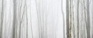 Mystic: Bald beech forest in winter, thick fog, background