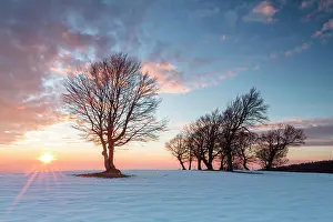 Beeches: Bald beeches in the snow at sunset, Black Forest