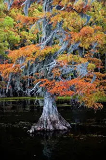 Wind: Bald cypress and Spanish moss in autumn color