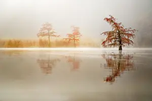 Distichum: Bald cypress (Taxodium distichum) and its reflection