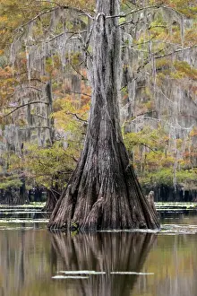 Distichum: Bald cypress (Taxodium distichum) with Spanish moss
