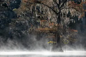 Distichum: Bald cypress (Taxodium distichum) with Spanish moss