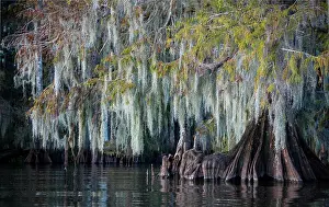 Distichum: Bald cypress (Taxodium distichum) with Spanish moss