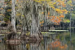 Adam: Bald Cypress tree draped in Spanish moss with fall