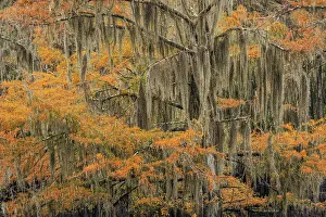 Adam: Bald Cypress tree draped in Spanish moss with fall