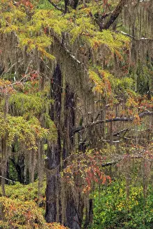 Adam: Bald Cypress tree draped in Spanish moss with fall