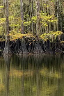 Adam: Bald Cypress tree draped in Spanish moss with fall