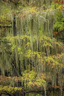Adam: Bald Cypress tree draped in Spanish moss with fall