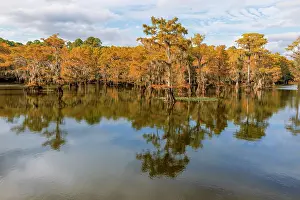 Adam: Bald Cypress tree draped in Spanish moss with fall
