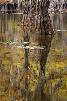 Adam: Bald Cypress tree draped in Spanish moss with fall