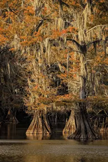 Adam: Bald Cypress tree draped in Spanish moss with fall