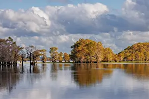 Adam: Bald cypress trees in autumn. Caddo Lake, Uncertain, Texas