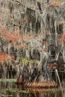 Caddo Lake: Bald cypress trees and autumn colors in southern swamp