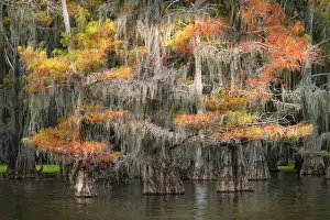 Caddo Lake: Bald cypress trees and autumn colors in southern swamp